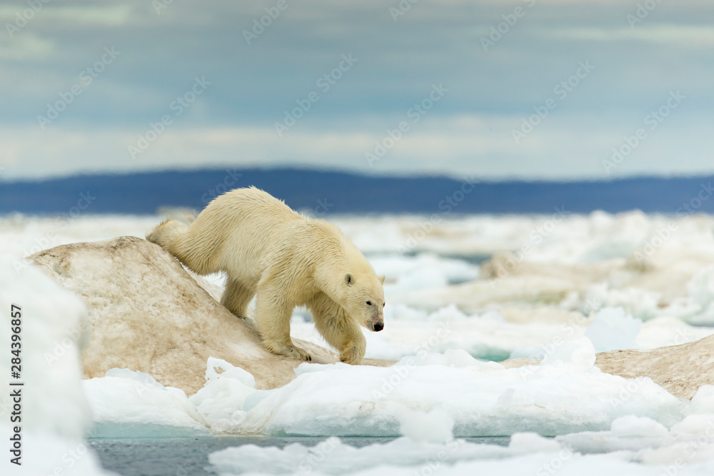 Canvas Prints Canada, Nunavut Territory, Young Polar Bear (Ursus maritimus) walking across ice pack in Frozen Strait near Arctic Circle along Hudson Bay