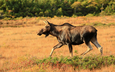 Canada, Nova Scotia, Cow moose in Cape Breton Highlands National Park.