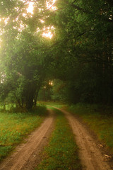 magic road in the forest