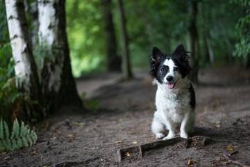 Kleiner schwarz-weißer Mischlingshund sitzt im Wald auf einem Weg