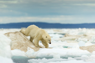 Canada, Nunavut Territory, Young Polar Bear (Ursus maritimus) walking across ice pack in Frozen Strait near Arctic Circle along Hudson Bay © Paul Souders/Danita Delimont