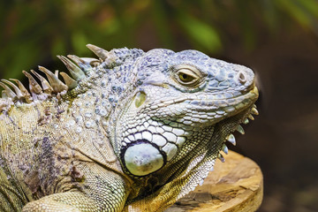 Green iguana also known as the American iguana is a lizard reptile in the genus Iguana in the iguana family. And in the subfamily Iguanidae. Soft focus.