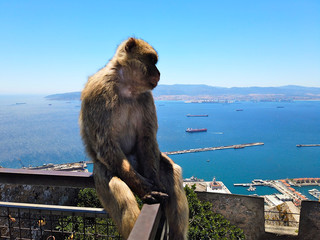 Gibraltar Berber Affe sitzt und blickt auf Stadt und Hafen