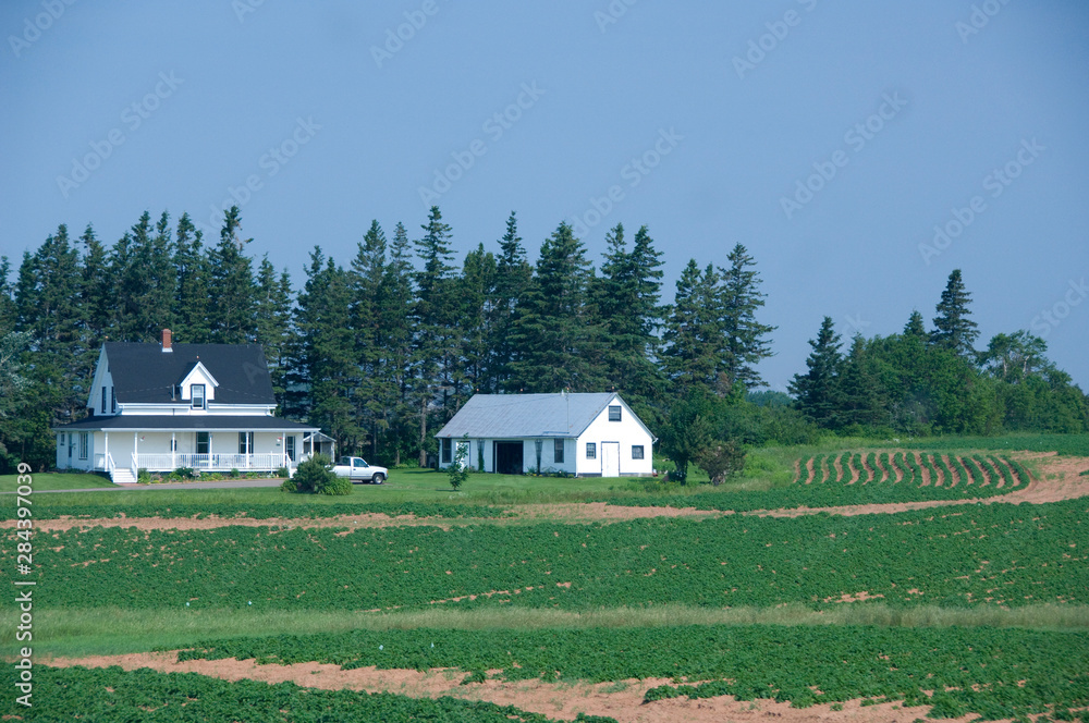 Poster canada, prince edward island. typical countryside views, potato farms.