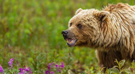 Fototapeta premium Canada, Yukon Territory, Destruction Bay. Grizzly bear (Arctos Horribilis) grazing on plants alongside the Alaska Highway