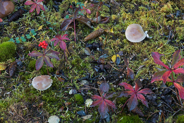 Boreal forest, lichen, moss, mushroom, autumn, Yukon, Canada