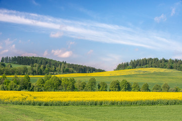 Czech Republic, Bohemia, Canola Field.
