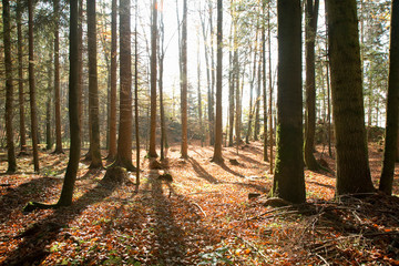 Fototapeta premium Upper Austria, Austria - View of a forest with sunlight shining through the trees.