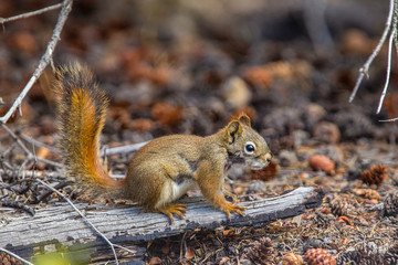 Canada, Yukon Territory, Tagish. Yukon red squirrel (Tamiasciurus hudsonicus)