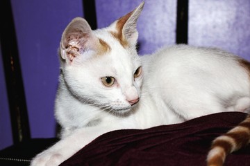 cat in basket