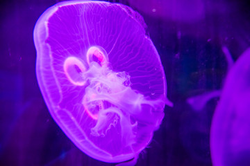 medusas de colores en agua obscura de acuario, brillantes y flourecentes