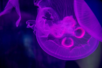 Obraz premium medusas de colores en agua obscura de acuario, brillantes y flourecentes