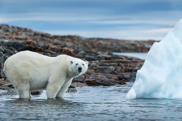 Obraz na płótnie Canvas Canada, Nunavut Territory, Repulse Bay, Polar Bear (Ursus maritimus) standing by iceberg along shoreline of Harbour Islands near Arctic Circle along Hudson Bay
