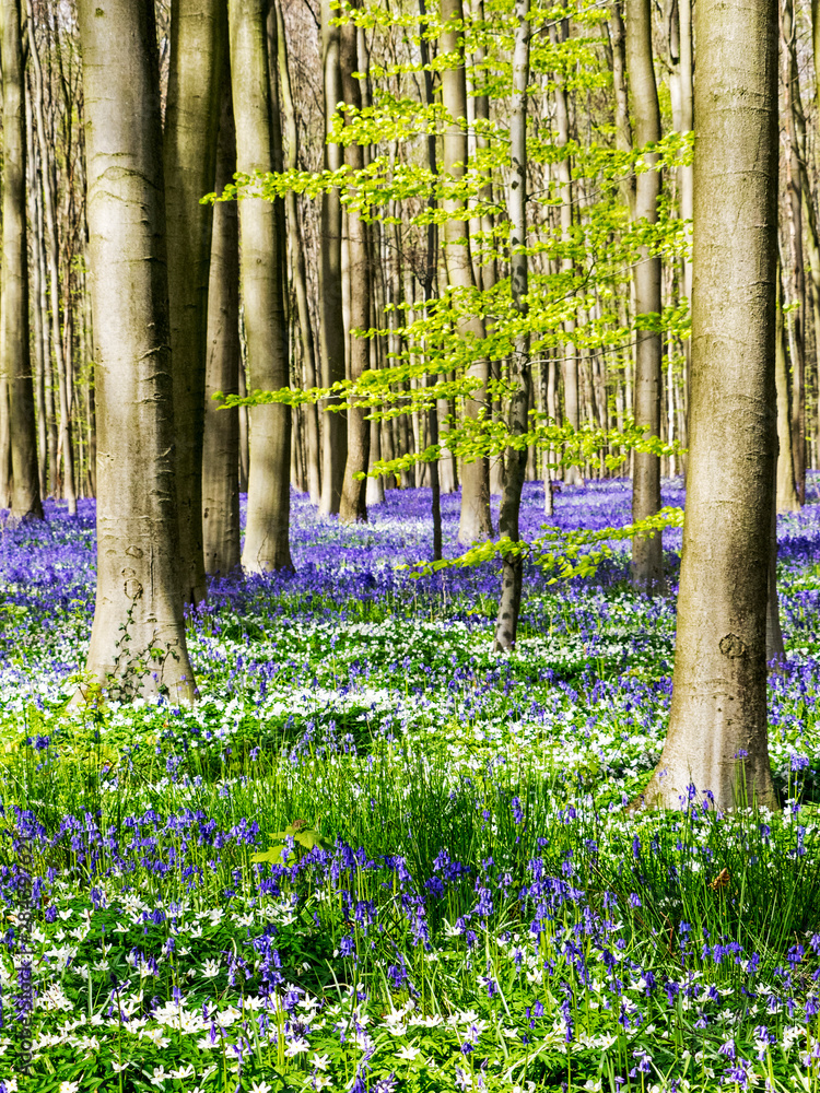 Canvas Prints Spring in the Blue Forest