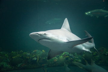 tiburon nadando en agua azul con luz que lo ilumina