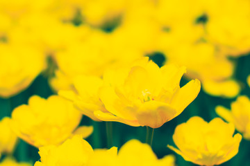 Yellow tulips are beautiful spring flowers. Macro. Blur.Close-up