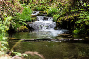 Small waterfall between trees and thickets in a forest.