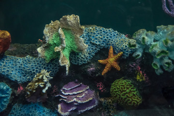 acuario colorido con peces de colores y luces luminosas, aletas y ojos saltones que destacan en el agua