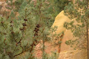 France, Provence-Alpes-Cote d'Azur, Vaucluse, Roussillon. Pine tree with cones at the ochre mine