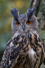 Czech Republic, Liberec, Sychrov. Captive Eagle owl (Bubo bubo). Castle of Sychrov, Czech Republic, Castle Park.