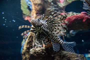 acuario colorido con peces de colores y luces luminosas, aletas y ojos saltones que destacan en el agua