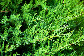 Conifer tree. Close up veiw of juniper. Sunny summer day. Lilac blooms in the garden. Summertime concept. Green wallpaper. Background...