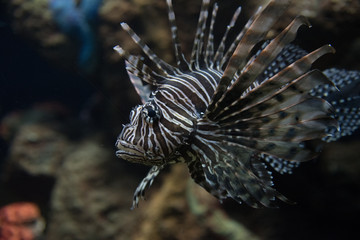 Fototapeta na wymiar acuario colorido con peces de colores y luces luminosas, aletas y ojos saltones que destacan en el agua