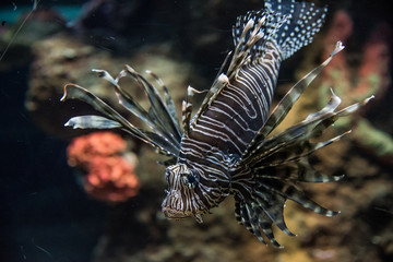 Fototapeta na wymiar acuario colorido con peces de colores y luces luminosas, aletas y ojos saltones que destacan en el agua