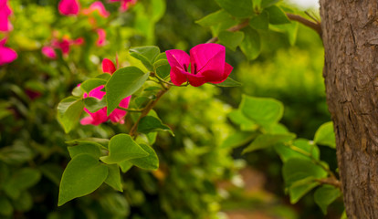  unusually beautiful pink and purple bougainvillea flowers