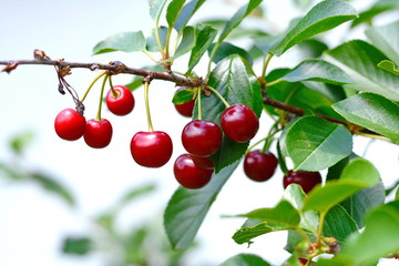 Cherry/Cherry tree in the sunny garden. Red and sweet cherries on a branch just before harvest in early summer