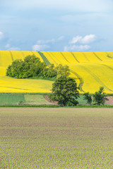 Fototapeta premium Czech Republic, Moravia, Spring Farm Fields.