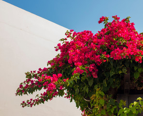  unusually beautiful pink and purple bougainvillea flowers