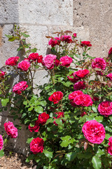 Fototapeta na wymiar Climbing rose, Chateau du Clos Luce, Leonardo da Vinci Park, Amboise, France, Europe