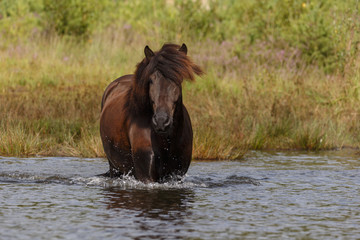 Isländer badet im See