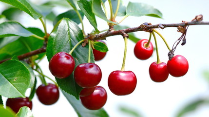 Cherry/Cherry tree in the sunny garden. Red and sweet cherries on a branch just before harvest in early summer