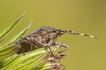 Rhaphigaster nebulosa mottled shieldbug stink bug nice looking marbled