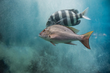 Fototapeta premium acuario colorido con peces de colores y luces luminosas, aletas y ojos saltones que destacan en el agua