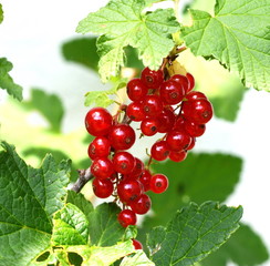 red currant isolated on white background