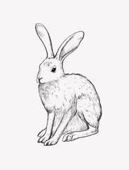 Digital drawing. Realistic graphic illustration of a hare. Vintage style. Black and white sketches of animals.