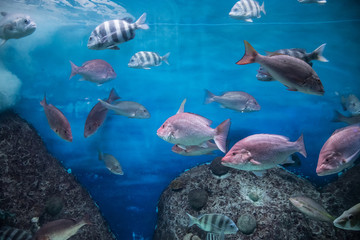 acuario colorido con peces de colores y luces luminosas, aletas y ojos saltones que destacan en el agua
