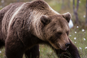 Portrait of a European brown bear, Ursus Arctos, Kuhmo, Finland.