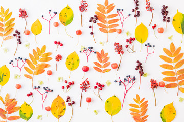 Flat lay pattern with colorful autumn leaves and berries on a white background