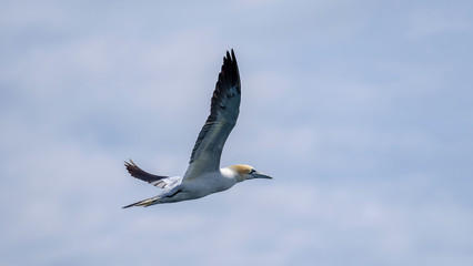 Flight of a Northern gannet