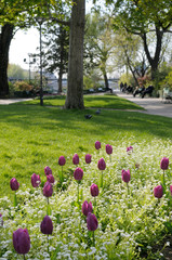 Obraz premium France, Paris. Tulips at Place Dauphine, Ile de la Cite