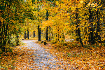 Fototapeta premium Footpath in the autumn park with colorful trees and leaves