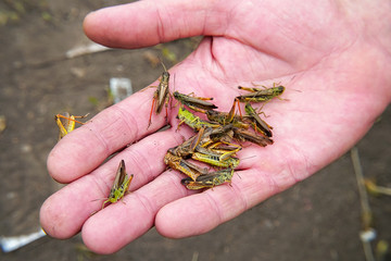 A lot of locusts on a man's palm. Locust invasion
