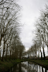 France, Burgundy, Nievre. Trees with bird nests along the Nivernais Canal