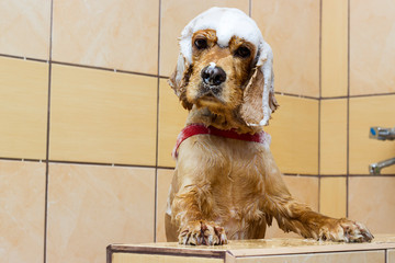 wet dog washes in the shower, cocker spaniel breed