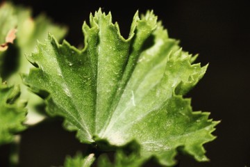 green leaf with water drops
