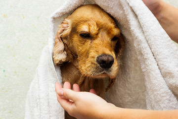wet dog in a towel after a shower, cocker spaniel breed